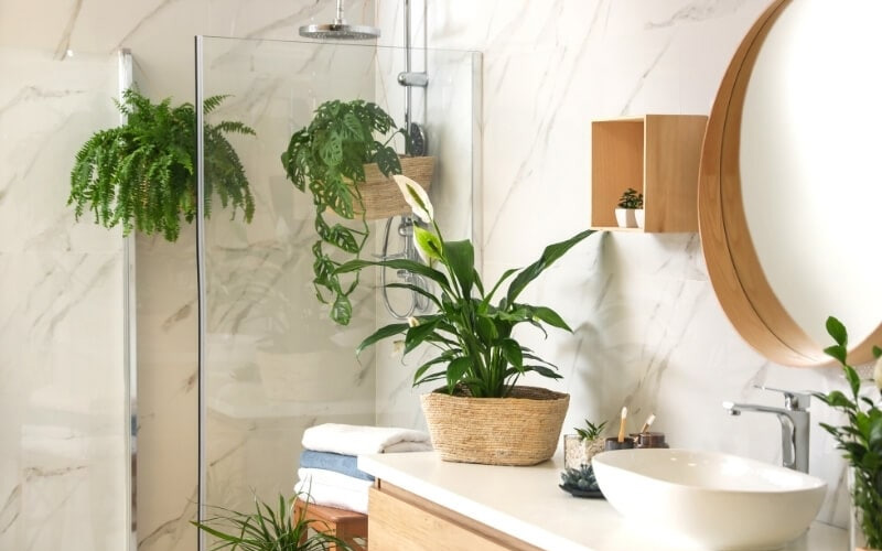 Top 7 Plants You Can Cultivate In Your Shower How To Care Of Your