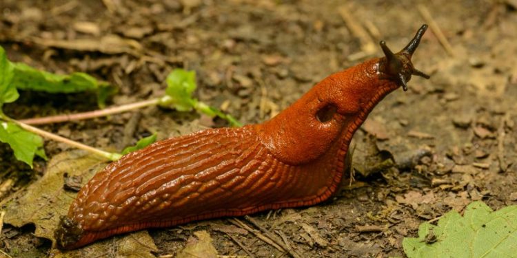 Genius Hack For An At Home Slug Pest Control Using Oatmeal Only How