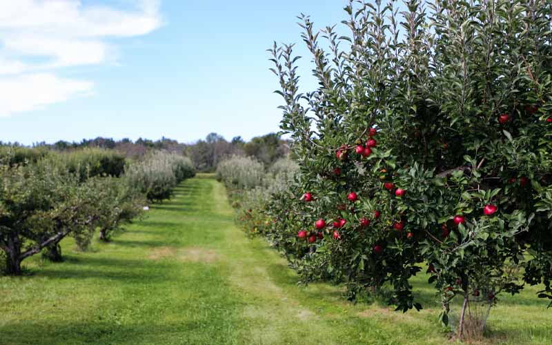 Here’s Why Your Trees Aren’t as Fruitful as You Want Them to Be How