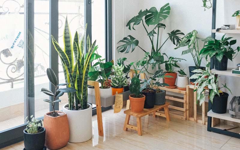 Top 6 Plants that Will Cost You a Fortune How to Care Of Your Plants