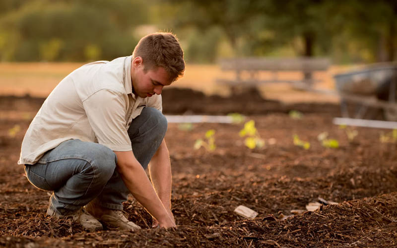 Why You Should Start Burying Tea Bags in Your Garden How to Care Of
