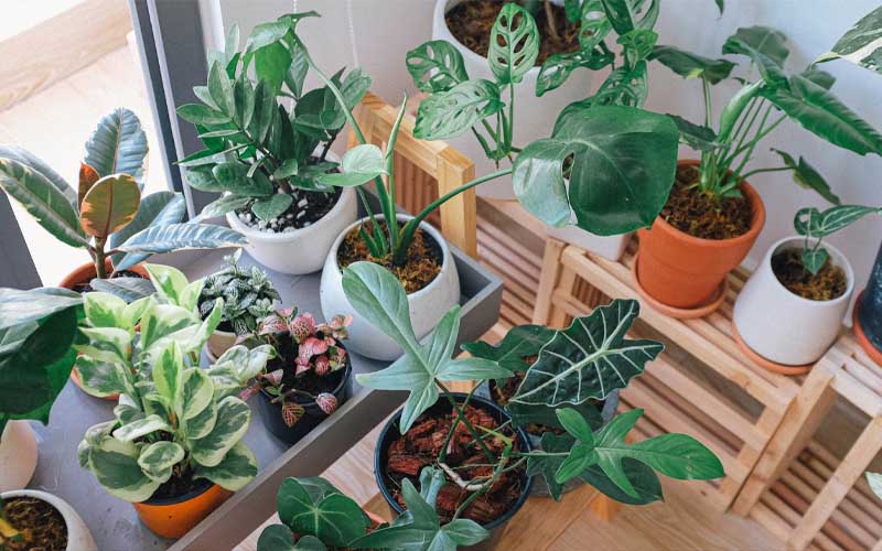Beautiful Plants You Should Better Keep Out of Your House How to Care