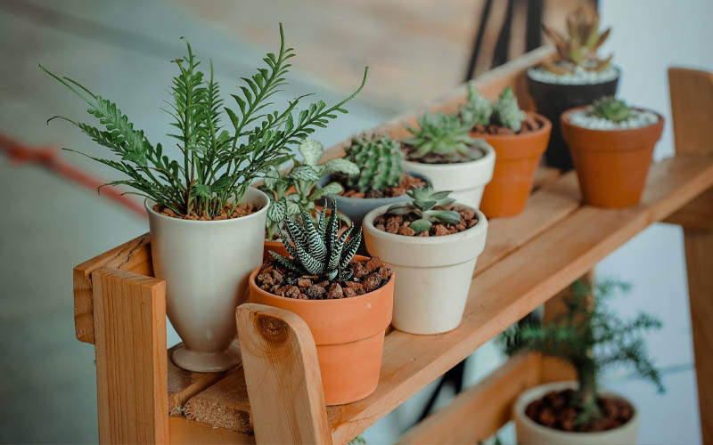 Great Plants You Can Grow Indoors for Better Health How to Care Of
