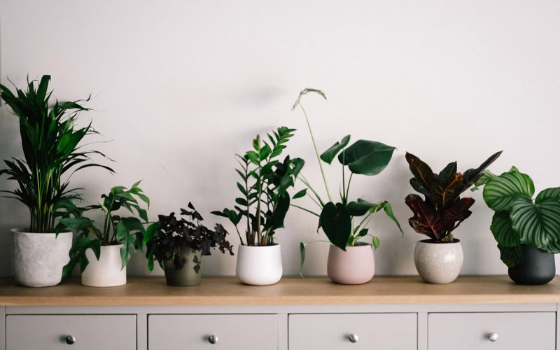 Here’s How You Can Annihilate Indoor Plant Bugs How to Care Of Your
