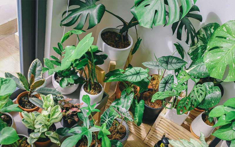 Plants that Will Keep Your Indoors Smelling Amazing How to Care Of