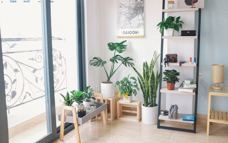 The Best HeatAbsorbing Plants for a Cozier Home How to Care Of Your