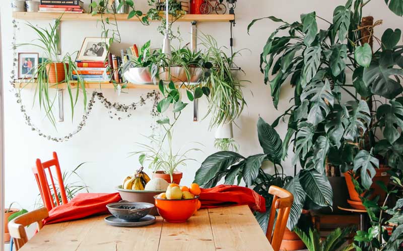 These Plants that Can Absorb Excess Moisture Indoors How to Care Of