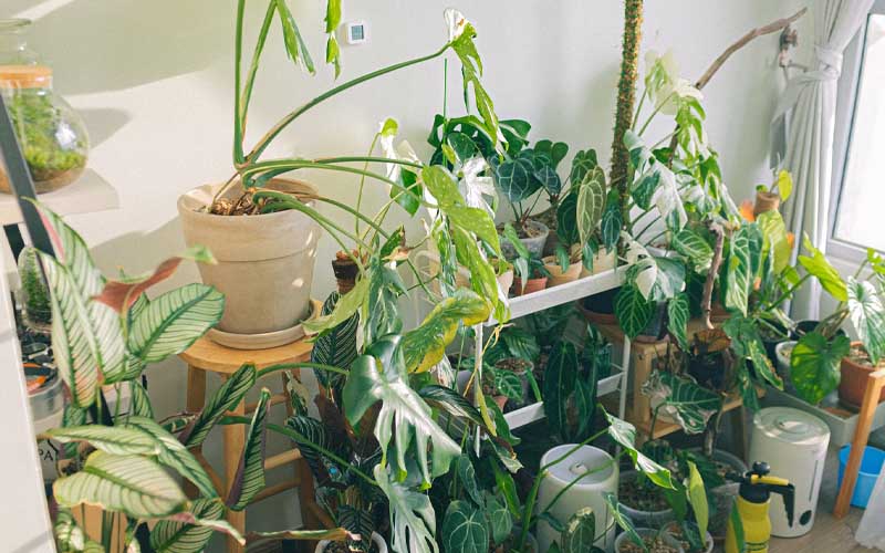 10 Beautiful Houseplants You Need to Avoid – How to Care Of Your Plants ...