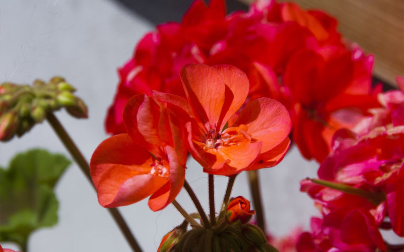 The Best LowMaintenance Indoor Plants for Busy/Lazy People How to