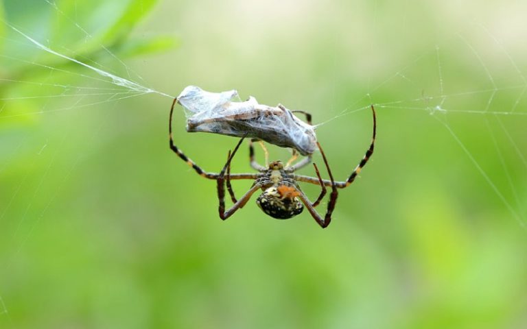 If You Have This in Your Yard, Spiders Will Invade Your Home – How to ...