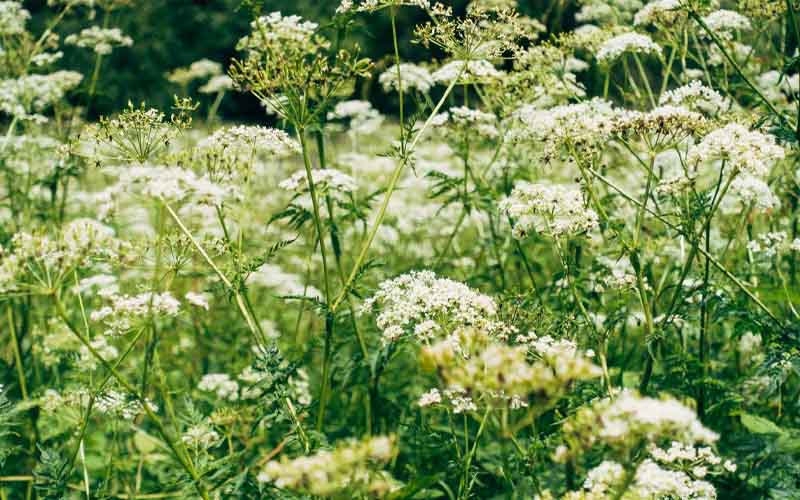 If You Notice These White Flowers in Your Yard, Do Not Touch Them How to Care Of Your Plants
