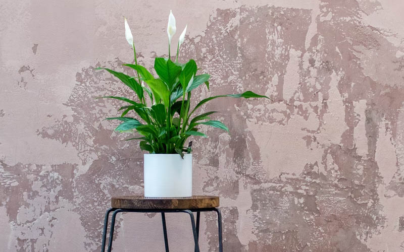 15 AirPurifying Plants to Grow Indoors if You Have Allergies How to