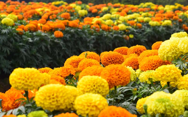 These Plants Can Keep Your Garden MosquitoFree Mary's