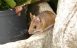 These Plants are Attracting Mice to Your Home Mary's Plants