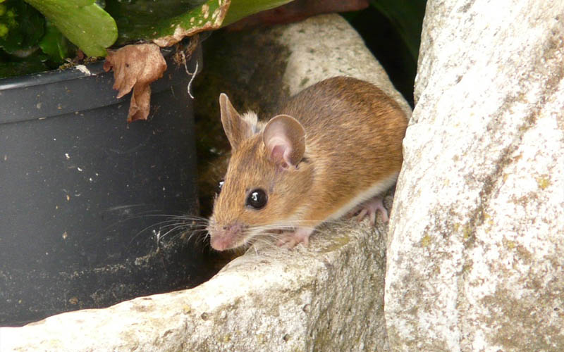 These Plants are Attracting Mice to Your Home How to Care Of Your