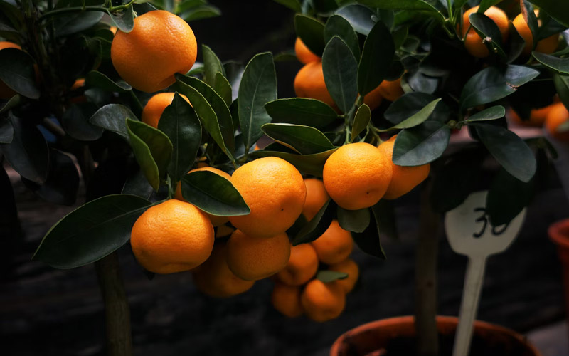 What You Need to Know When Growing a Clementine Tree Indoors How to