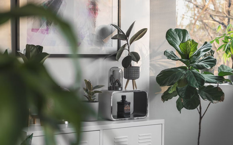 5 Beautiful Plants for Improving Indoor Air Quality How to Care Of