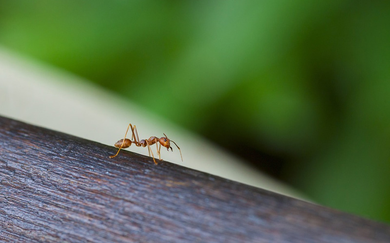 8 Plants That Can Effectively Repel Ants How To Care Of Your Plants   8 Plants That Can Effectively Repel Ants 