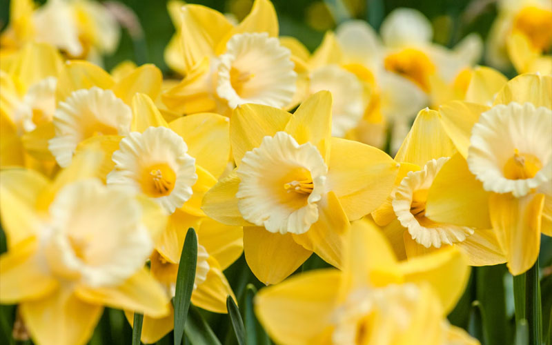 These are the Most Dangerous Plants in the US How to Care Of Your