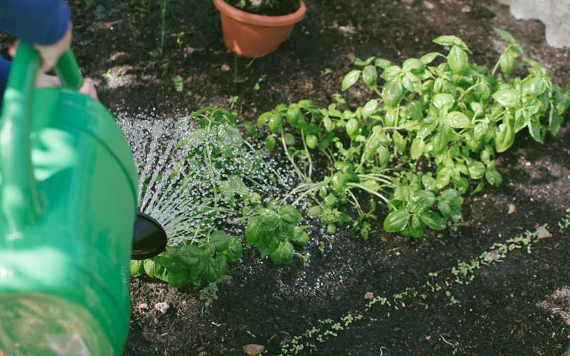 Gardening Tips that Will Keep Your Plants Alive How to Care Of Your