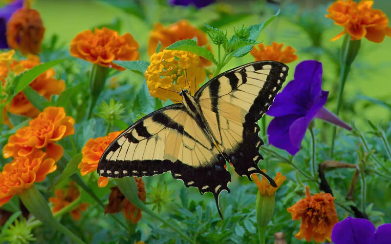 How To Easily Attract Butterflies To Your Backyard How To Care Of