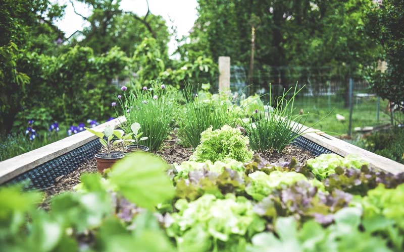 How To Make Your Garden Grow Faster