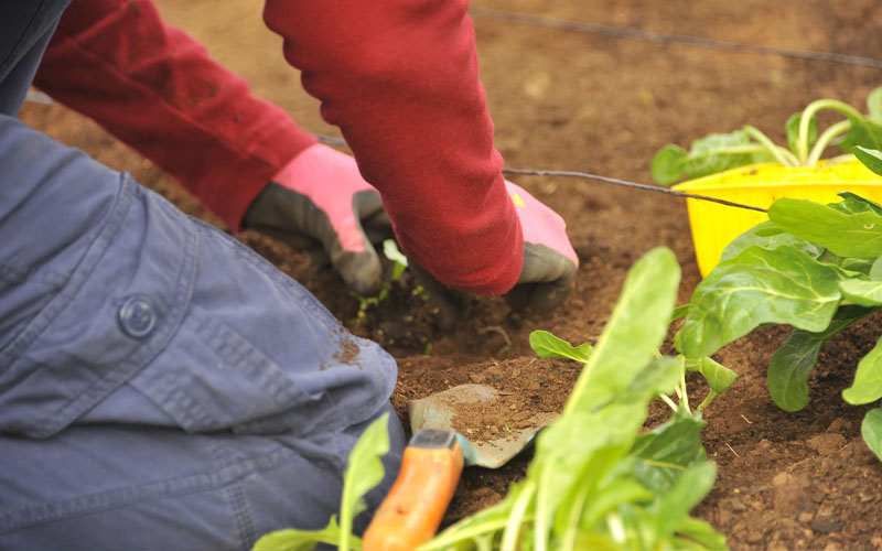 Tips To Help You Start Growing Your Own Food – How To Care Of Your