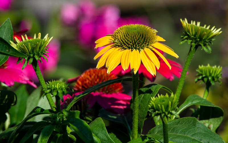 7 of the Easiest Flowers to Grow in Your Garden This Season How to