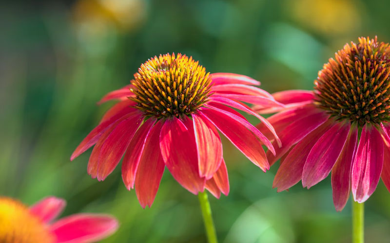 7 of the Easiest Flowers to Grow in Your Garden This Season How to