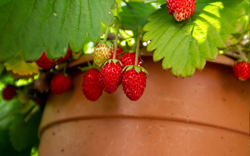 Delicious Cocktail Garden Plants You Must Grow – How to Care Of Your ...