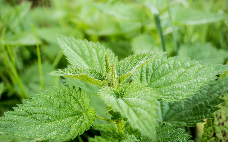 How to Recognize Plants that Are Dangerous to Touch How to Care Of