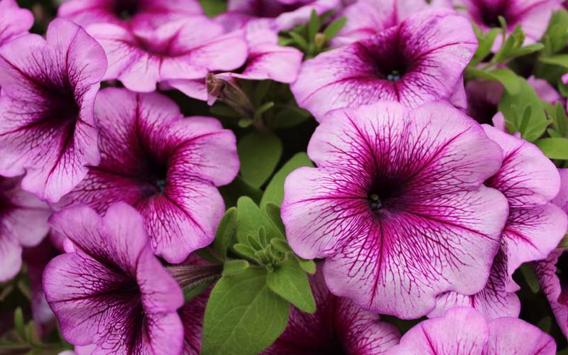 These Are the Most Resilient Flowers You Can Grow – How to Care Of Your ...