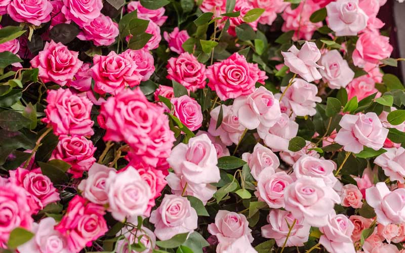 The Secret to Growing Perfectly Beautiful Roses How to Care Of Your