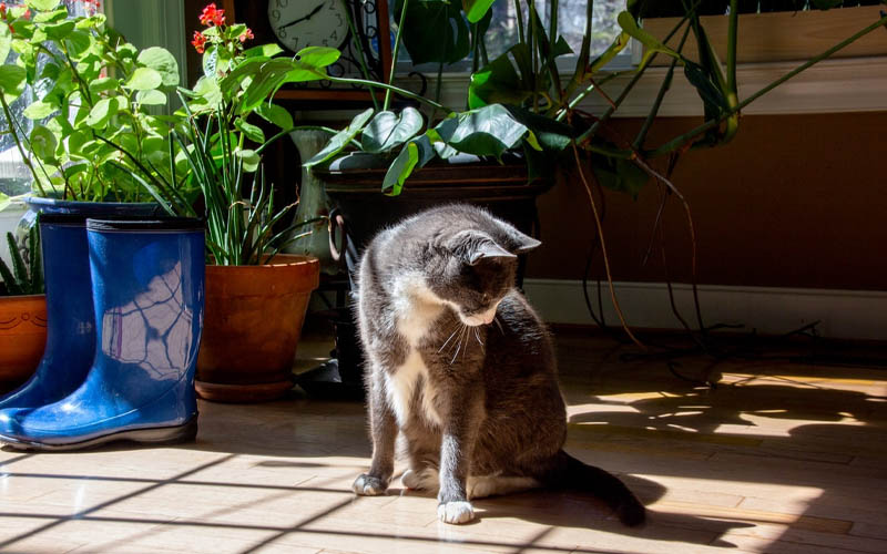 These Houseplants Can Harm Your Cat, Keep Them Away! How to Care Of