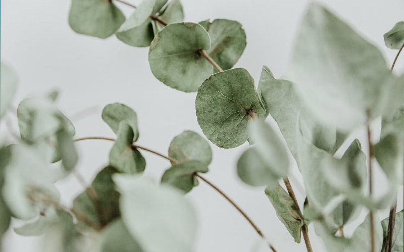 Grow These Plants if You Want to Get Rid of Spiders at Home How to