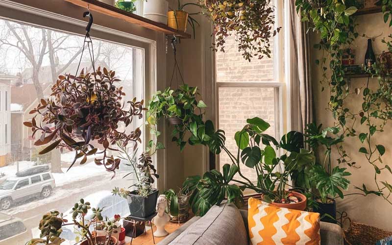 How to Easily Grow a Beautiful Houseplant from a Sweet Potato How to