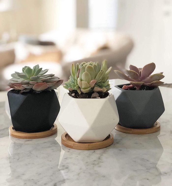 11 Adorable Mini Planters to Elevate Any Space How to Care Of Your