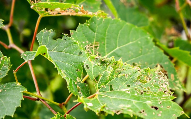 This Kitchen Staple Can Keep Bugs from Eating Your Plants How to Care