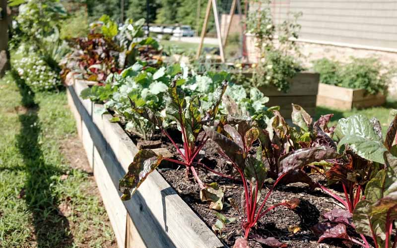 This Newspaper Hack Will Do Wonders for Your Vegetable Garden How to