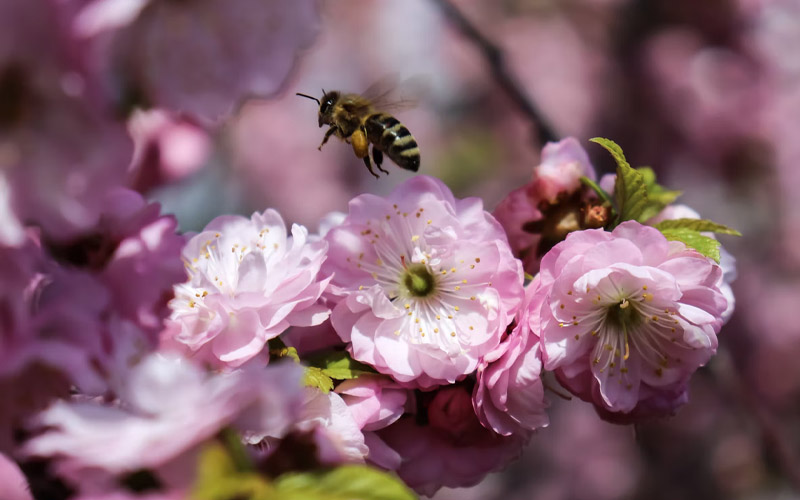 Why You Should Place Some Sugar in Your Garden How to Care Of Your