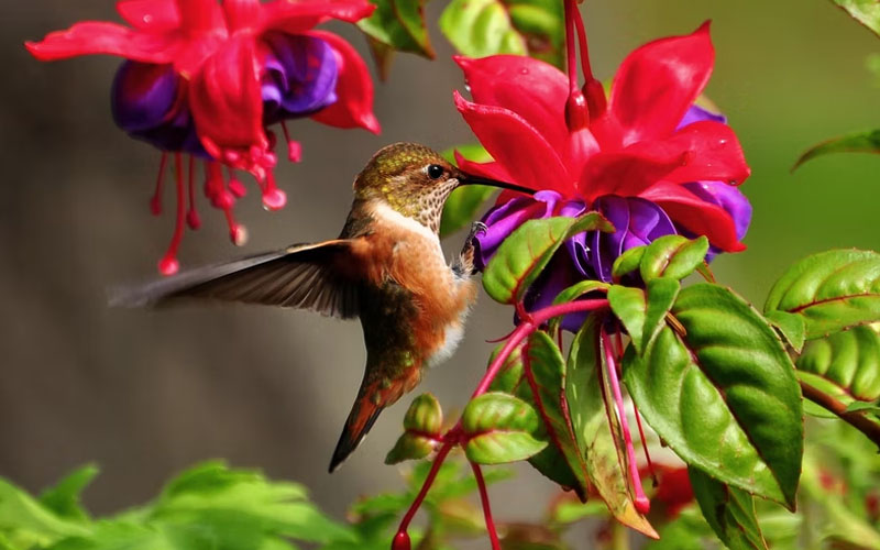 6 Annuals that Can Lure Hummingbirds to Your Garden How to Care Of