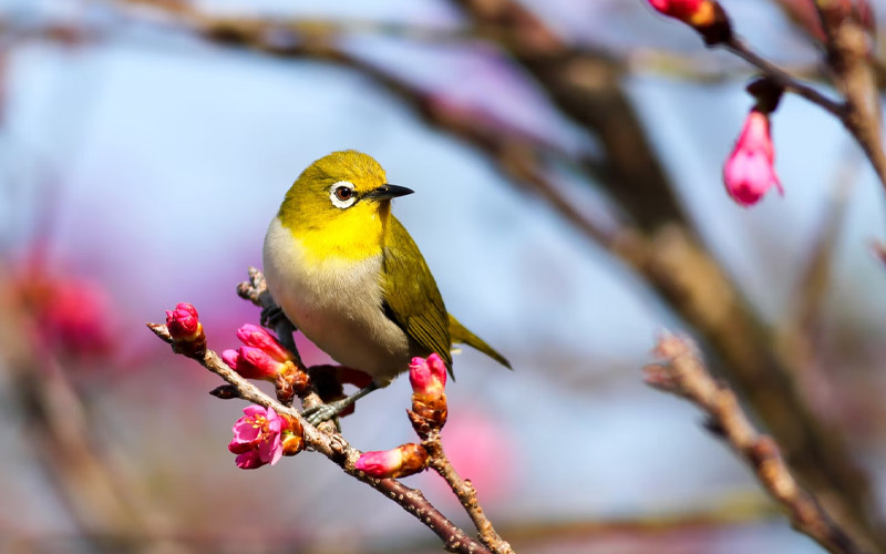 Having These Trees Will Attract Birds to Your Backyard How to Care Of