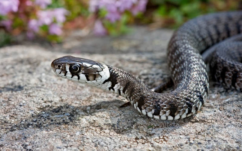 How to Tell if There’s a Snake in Your Yard, According to Experts How