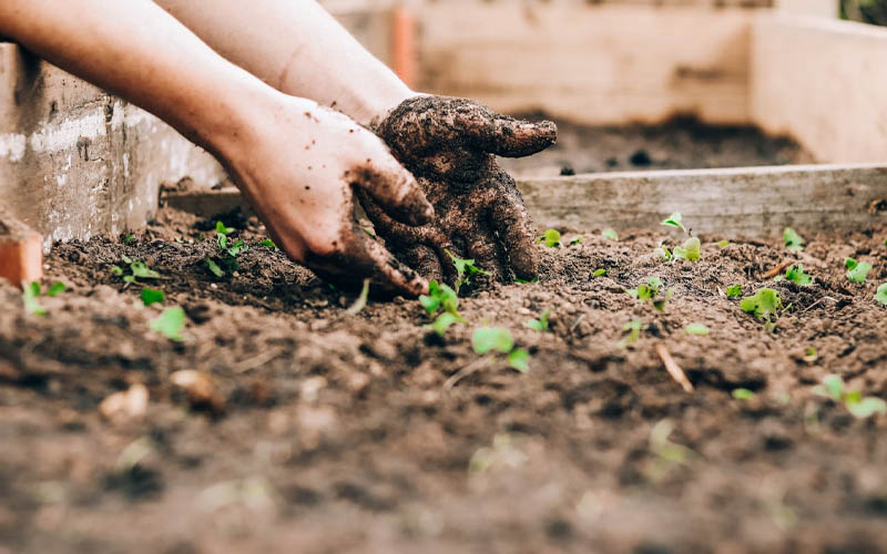 Essential Gardening Tips for First Time Gardeners – How to Care Of Your ...