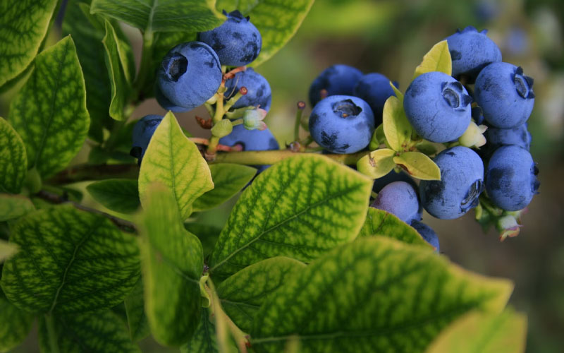 How to Grow Blueberry Plants from Regular Blueberries How to Care Of