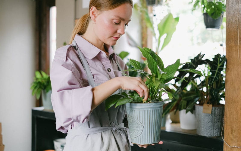 How To Revive Dying Plants How To Care Of Your Plants Garden How To Revive Dying Plants How To Care Of Your Plants Garden