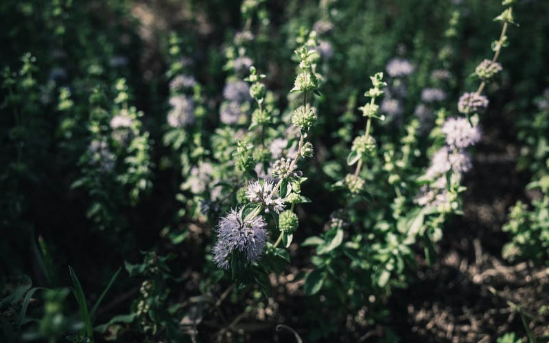 5 Incredible Plants that Keep Flies Away How to Care Of Your Plants