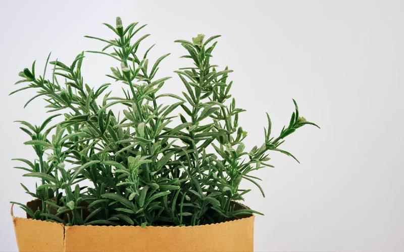 5 Incredible Plants that Keep Flies Away How to Care Of Your Plants