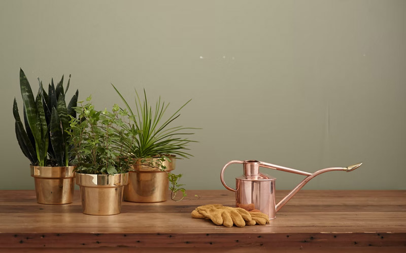 Signs You’re Overwatering Your Plants and How to Fix it How to Care