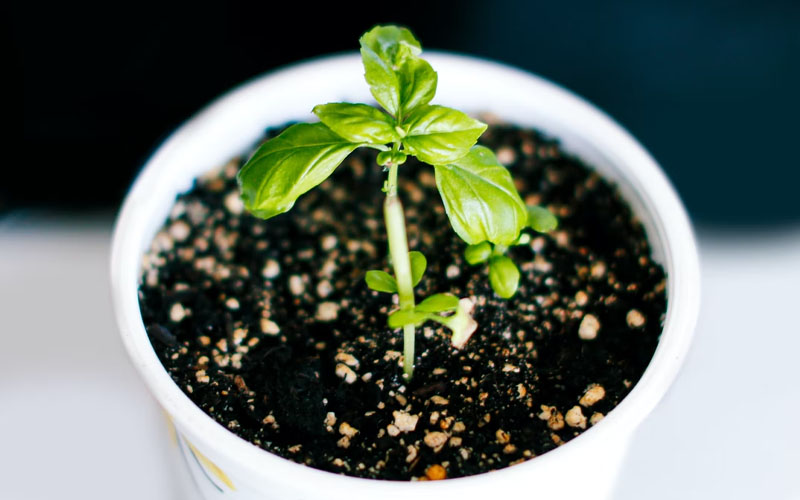 5 Incredible Plants that Keep Flies Away How to Care Of Your Plants